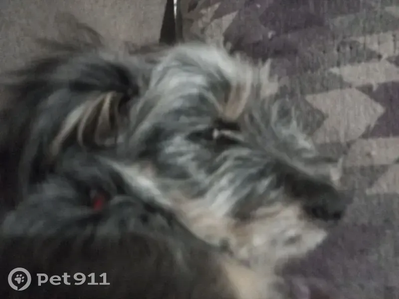 Пропала собака, Октябрьская ул. 1, Каневская - photo