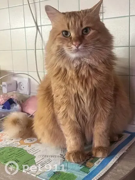 Пропала рыжая кошка, Воронежская обл. - photo