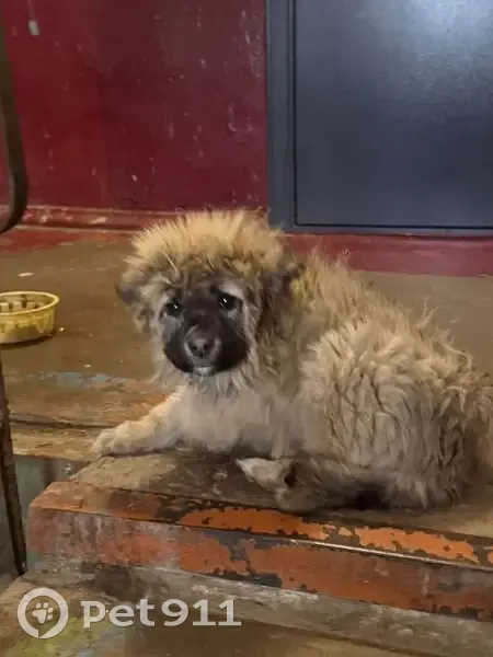 Пропал щенок, Прудбой, Волгоградская обл. - photo