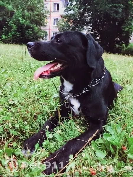 Пропала собака, ул. Говорова 27, Крск - photo