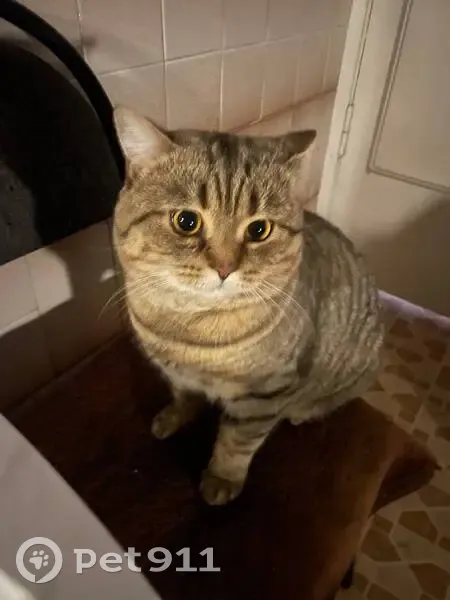 Пропала кошка, ул. Грибанова 2, Волгоград - photo