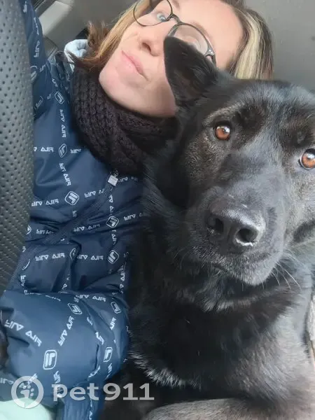 Пропала собака, ул. Калинина 177, Крск - photo