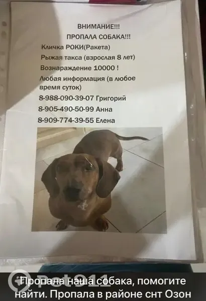 Пропала такса, девочка, Ставрополь - photo