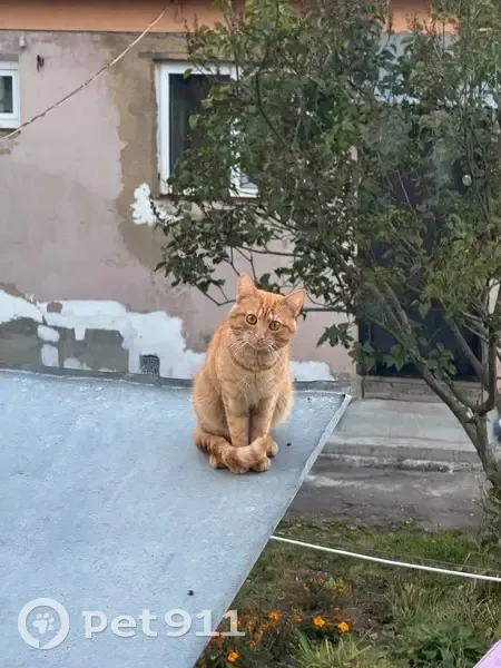 Пропала кошка Рыжий, Зарайск, Советская пл. - photo