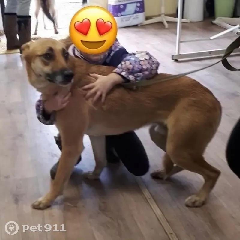 Пропала собака в Лобаново, МО - photo