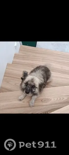 Пропала собака, Новая улица, Ставрополь - photo