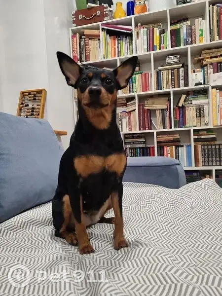 Пропала собака на ул. Горького, 50, Ростов - photo