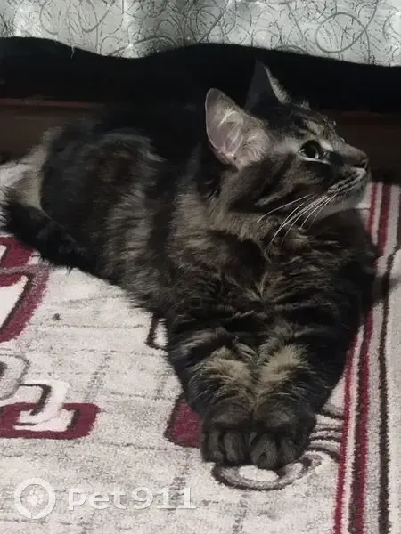 Пропала кошка, Ярославская ул., Песочное - photo