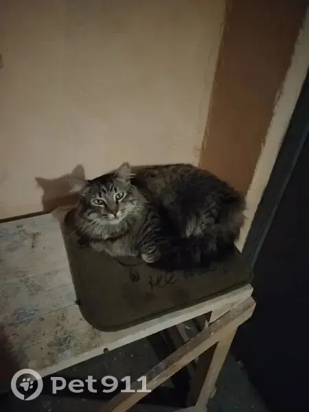 Пропала кошка, Республиканская ул. 11 - photo