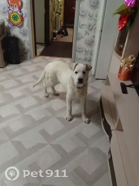 Пропала собака Арчи, ул. Шевченко, 74 - photo