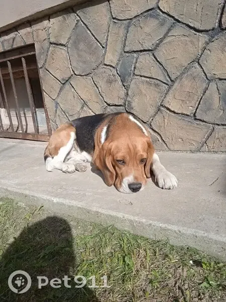 Пропала собака, Волгоград, 5 лет - photo
