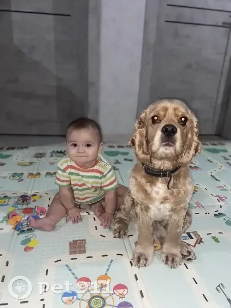 Пропала собака в Красноярске, Кокер. - photo