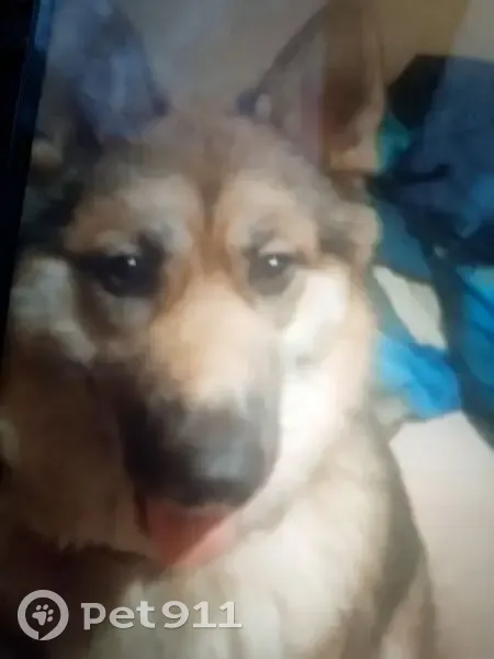 Пропала собака, ул. Жукова 33, Ярославль - photo