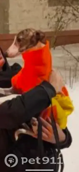 Пропала собака в Заваруевском переулке - photo