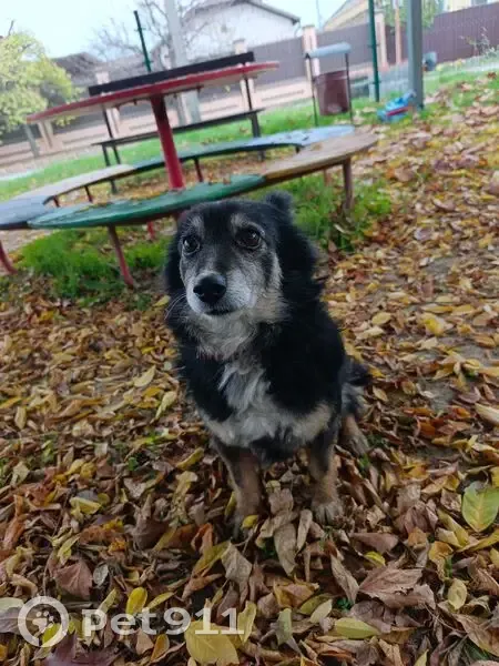 Пропала собака, ул. Ленина 24, Павловская - photo