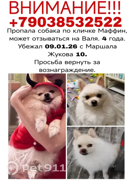 Пропала собака, ул. Маршала Жукова, 10 - photo