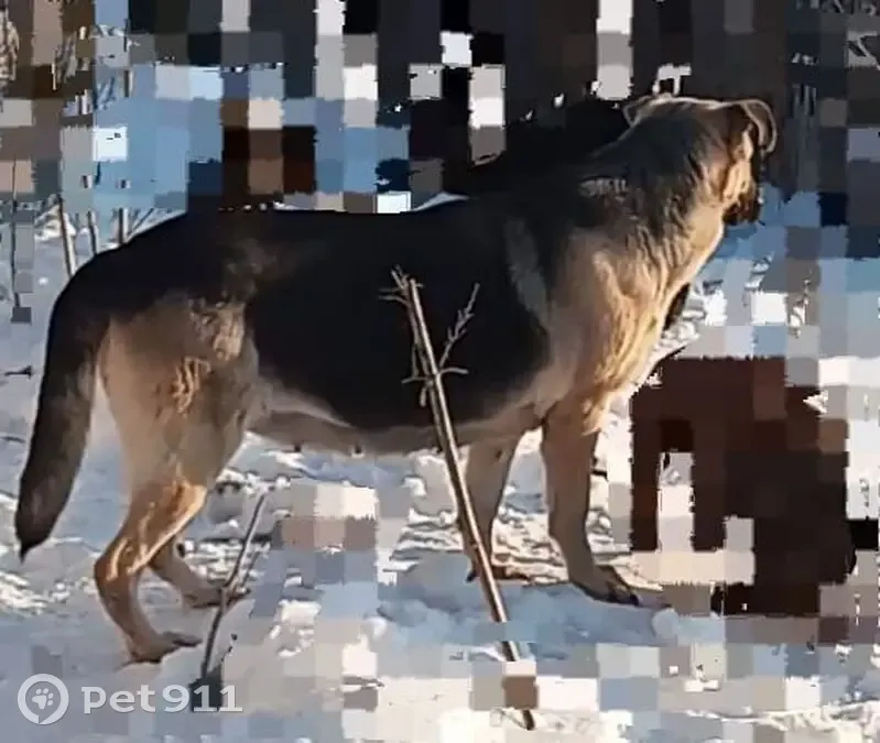 Пропала собака, ул. Ногина, Оренбург - photo