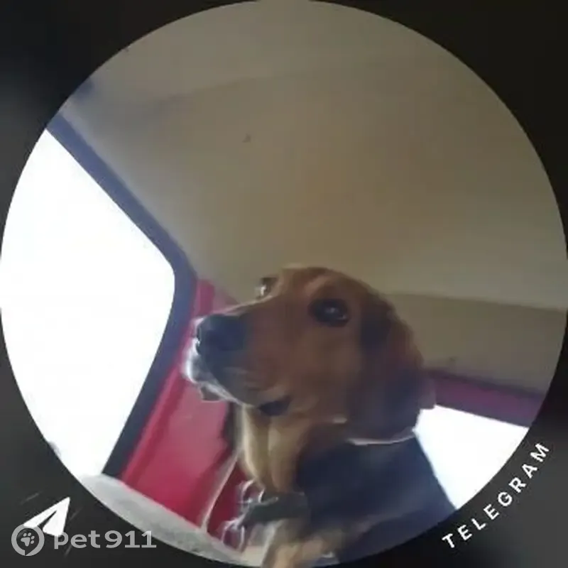 Пропала собака в Тепловском, Саратовская обл. - photo