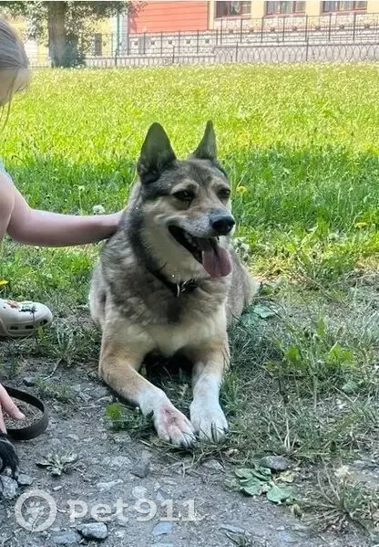 Пропала собака на ул. Малышева, Екатеринбург - photo
