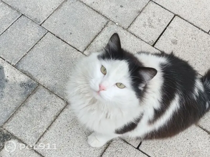 Кошка пропала у пр. Ленина, 105, Ростов-на-Дону - photo