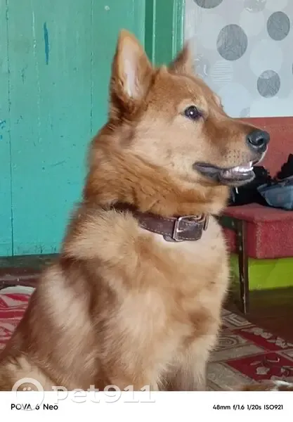 Пропала рыжая собака, Свердловская обл. - photo