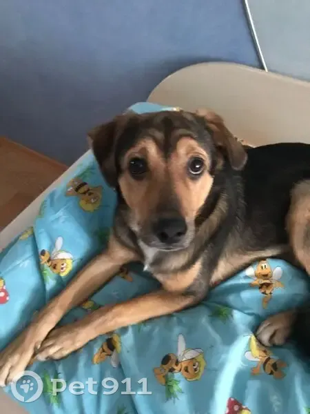 Пропала собака, Дачная ул., Лопатино - photo