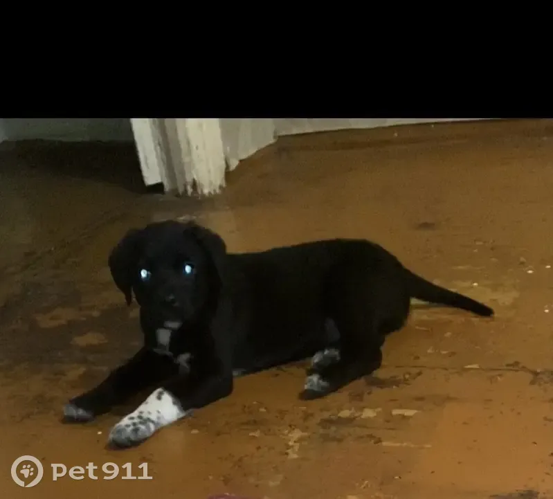 Пропала собака, ул. Белозерцева 19, Балашов - photo