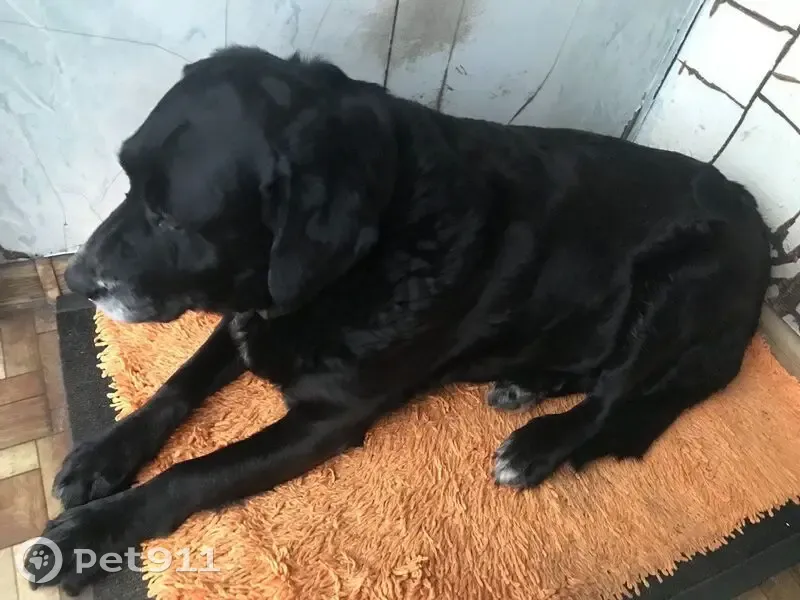 Пропала собака, ул. Антонова-Овсеенко, 14А - photo