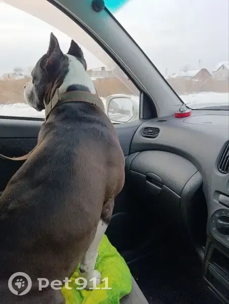 Пропала собака, ул. Хвастанцева 102, Минусинск - photo