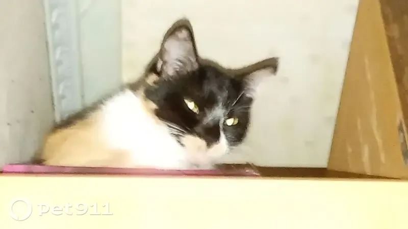 Пропала кошка, Советская ул. 11, Кириши - photo