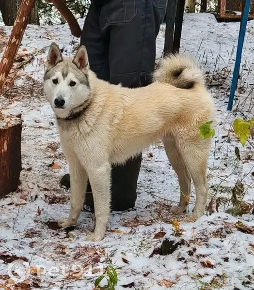 Пропала собака на Лебяжьей улице - photo