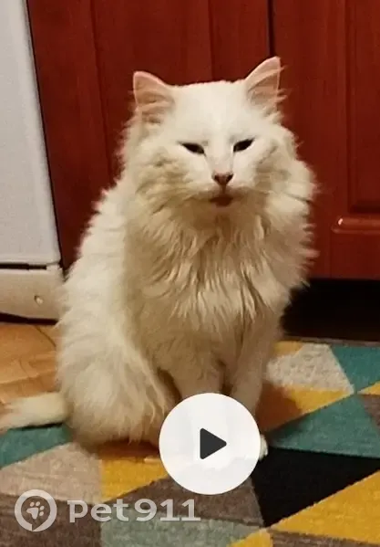 Пропала кошка, Псков, Псковская обл. - photo