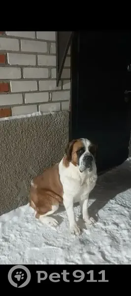 Пропала собака в Чернянке, Белгородская обл. - photo