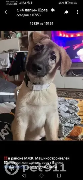 Пропала собака, ул. Машиностроителей, Юрга - photo