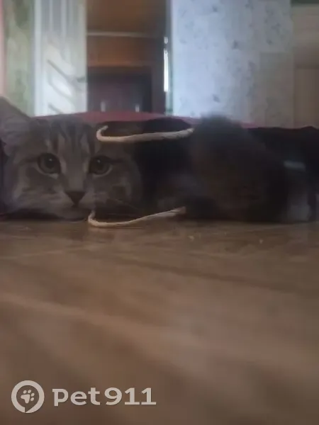 Пропала кошка, ул. Свободы 25, Зарайск - photo