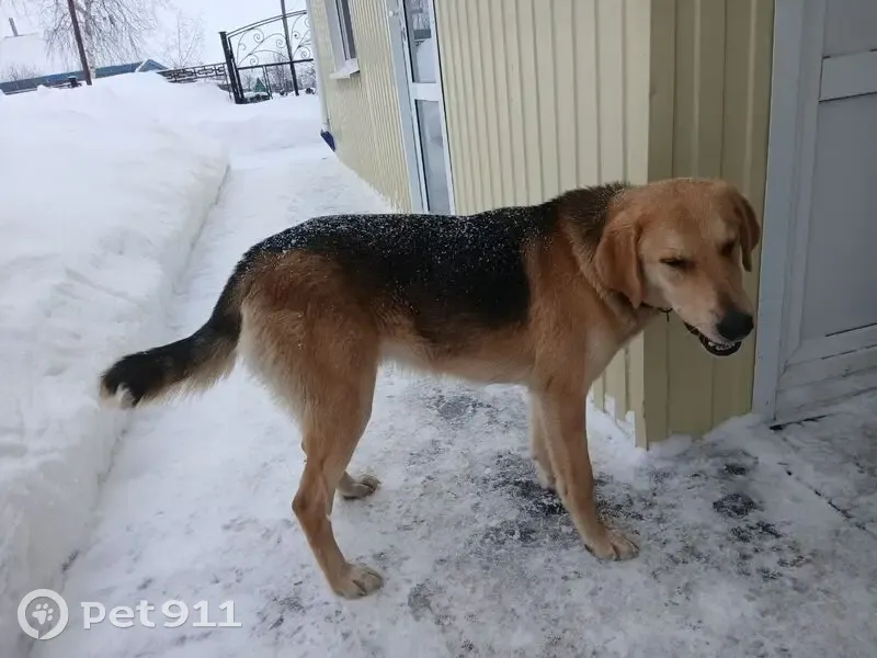 Собака найдена: Молодёжная ул., Наборные Сыреси - photo
