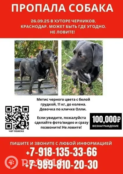 Пропала собака на Алычёвой улице, 162 - photo