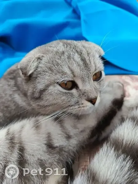 Пропала кошка на Просторной улице, Оренбург - photo