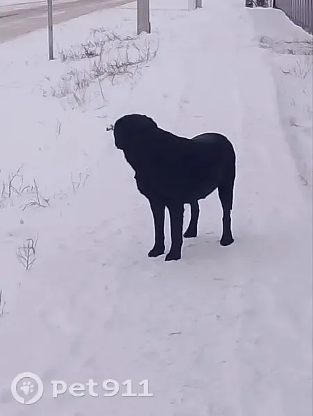 Пропала собака, Народная ул., 48 - photo