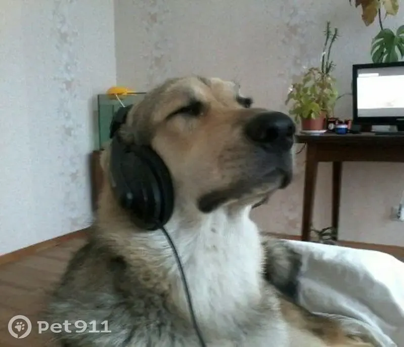 Пропала собака у 5 углов, СПб - photo