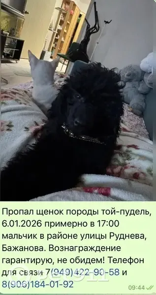 Пропала собака на ул. Екатерининская, Макеевка - photo