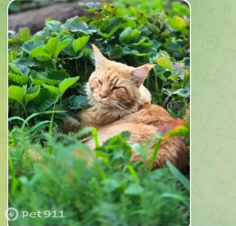 Пропала рыжая кошка, ул. Пушкина, 101 - photo