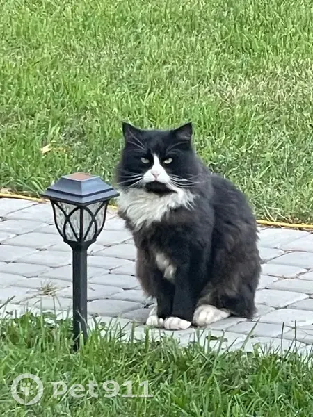 Пропал кот Алекс, Школьный проезд, Дубна - photo