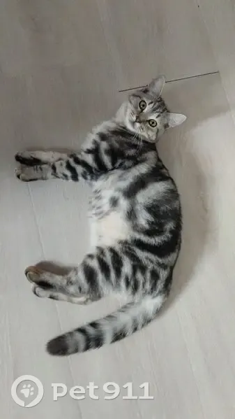 Пропала кошка, Центр. ул., 125А, Корекозево - photo