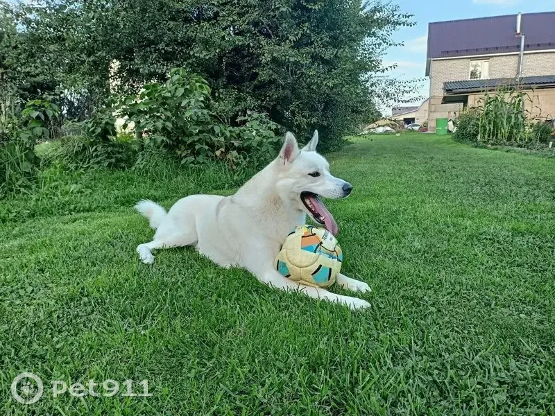 Пропала собака, Запольная 11, Печерск - photo