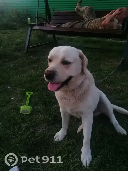 Пропала собака на Чернобыльской, 7, Саранск - photo