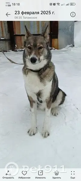 Собака пропала у деревни Лапоминка - photo