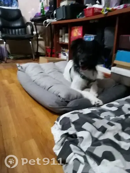 Пропала собака, Сибирская ул. 69, Новый Уренгой - photo