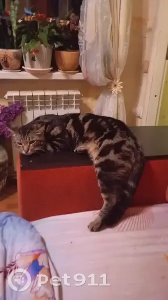 Пропала кошка, ул. Нар. Фронта 124, Екб - photo