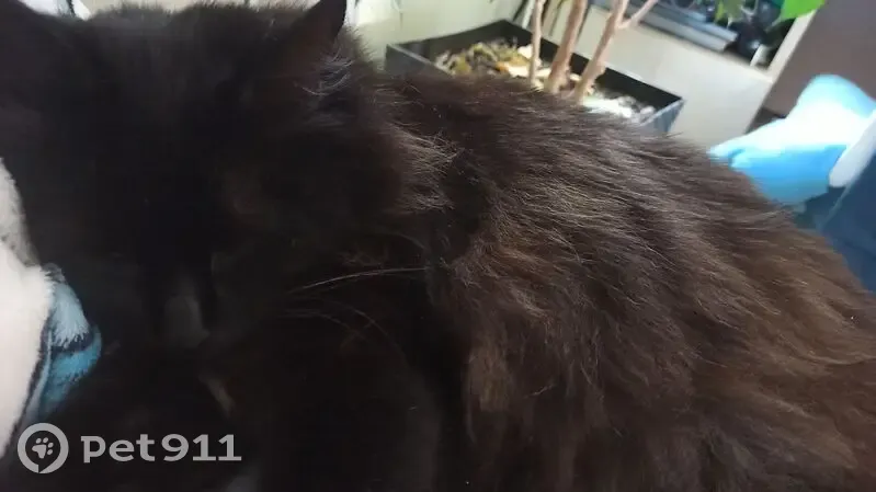 Пропала чёрная кошка, Московский пр., Старый Оскол - photo